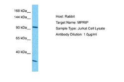 MPRIP Rabbit anti-Human, Polyclonal, Novus Biologicals 0.1 mL | Buy Online | Novus Biologicals | Fisher Scientific